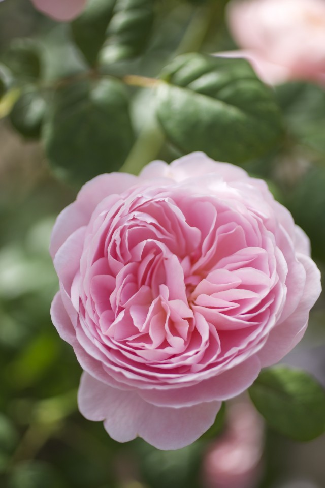 Beautiful rose climbing up the wall of Monnington House