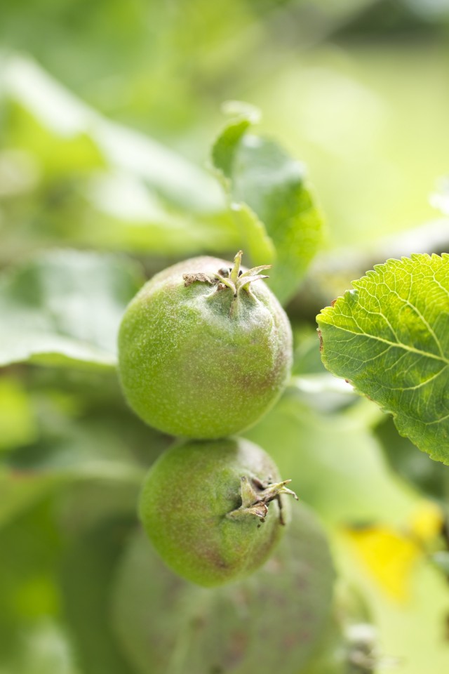 Apples growing in the garden at Monnington House