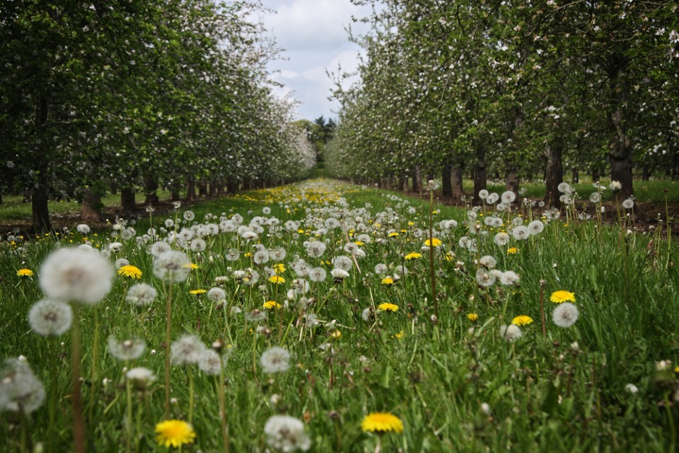 Cider orchards which surround Monnington House and Monnington on Wye