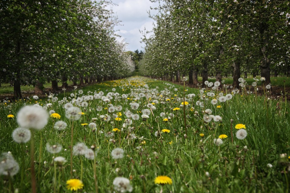 Cider orchards which surround Monnington House and Monnington on Wye. Luxury, dog-friendly self-catering accommodation for family holidays and group bookings in Herefordshire | Monnington House and Cottages