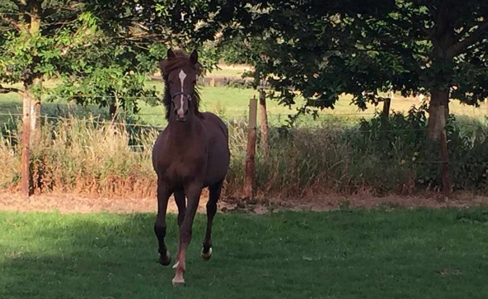 View of foal in the fields on the return from the circular walk