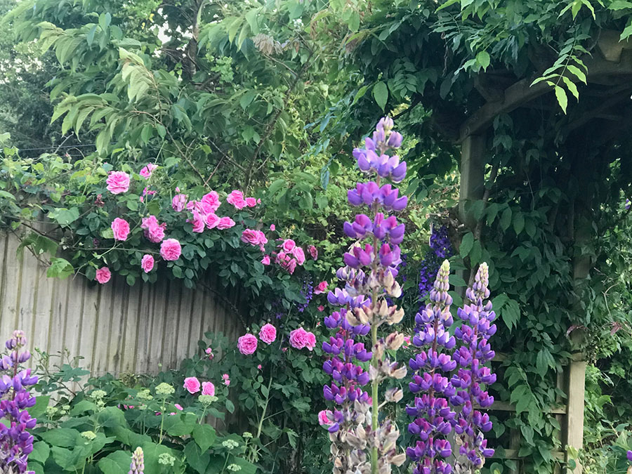 The garden in the summer at the Cider Mill