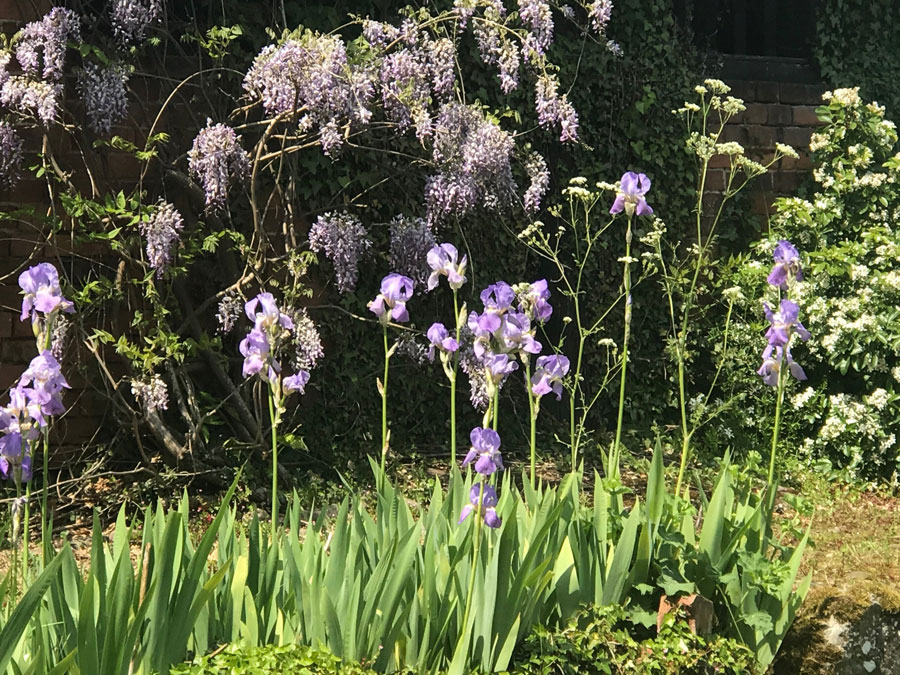 Irises and wisteria near the outbuildings at Monnington House