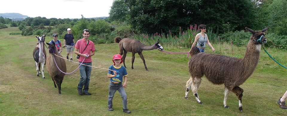 Llama Trekking