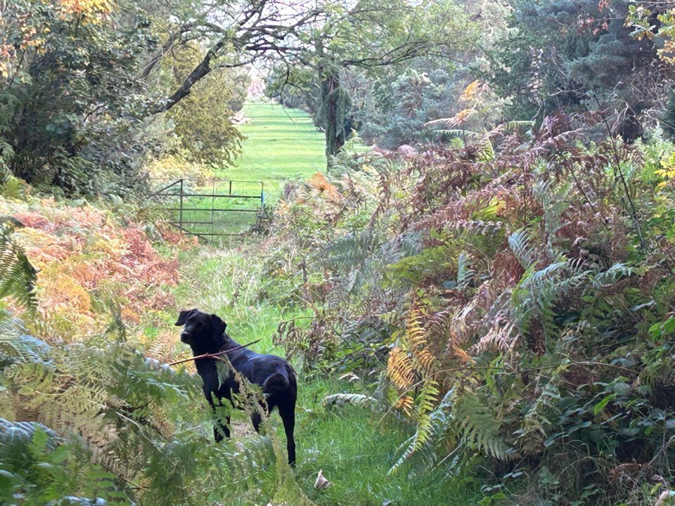 Monnington area - Monnington House: Large Holiday Homes Herefordshire - Dog Friendly, Sleeps 6-24